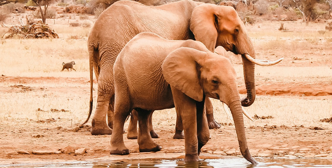 2 Days Safari Tsavo East National Park