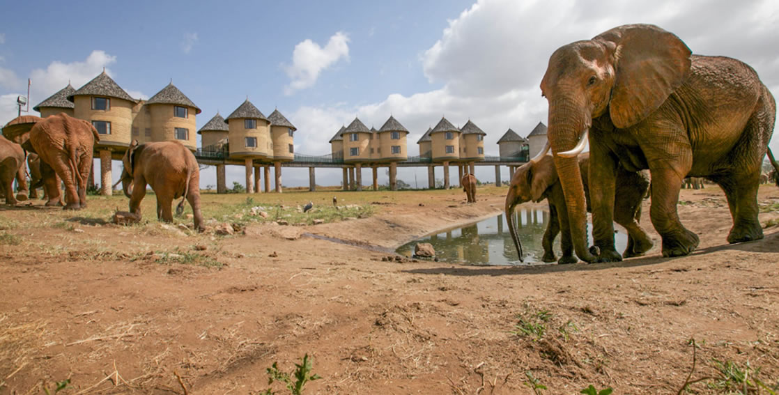 4 Days Tsavo West, Amboseli Taita Hills Saltlick